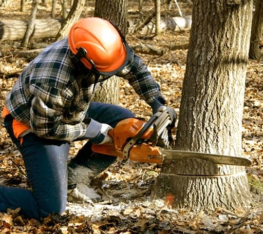 Tree Removal in Athens, PA